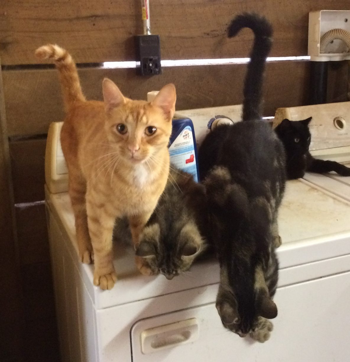 Photo of four cats on washing machine