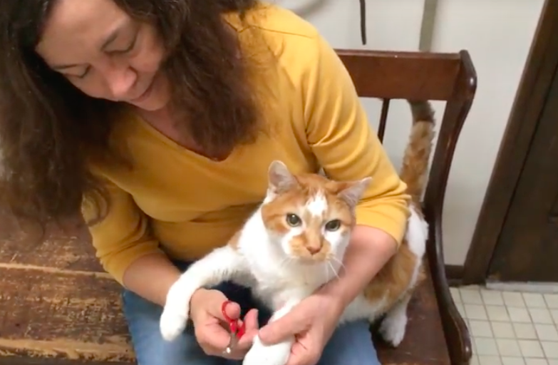 Tips for Trimming a Cat’s Nails