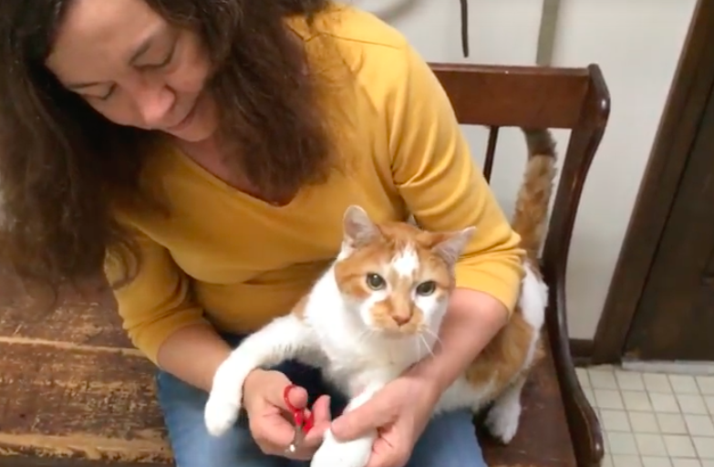 My wife was having trouble cutting out kittens nails so she put a sock with  the end cut off over her. I've never laughed so hard. Gabby (the kitty) was  not harmed! :