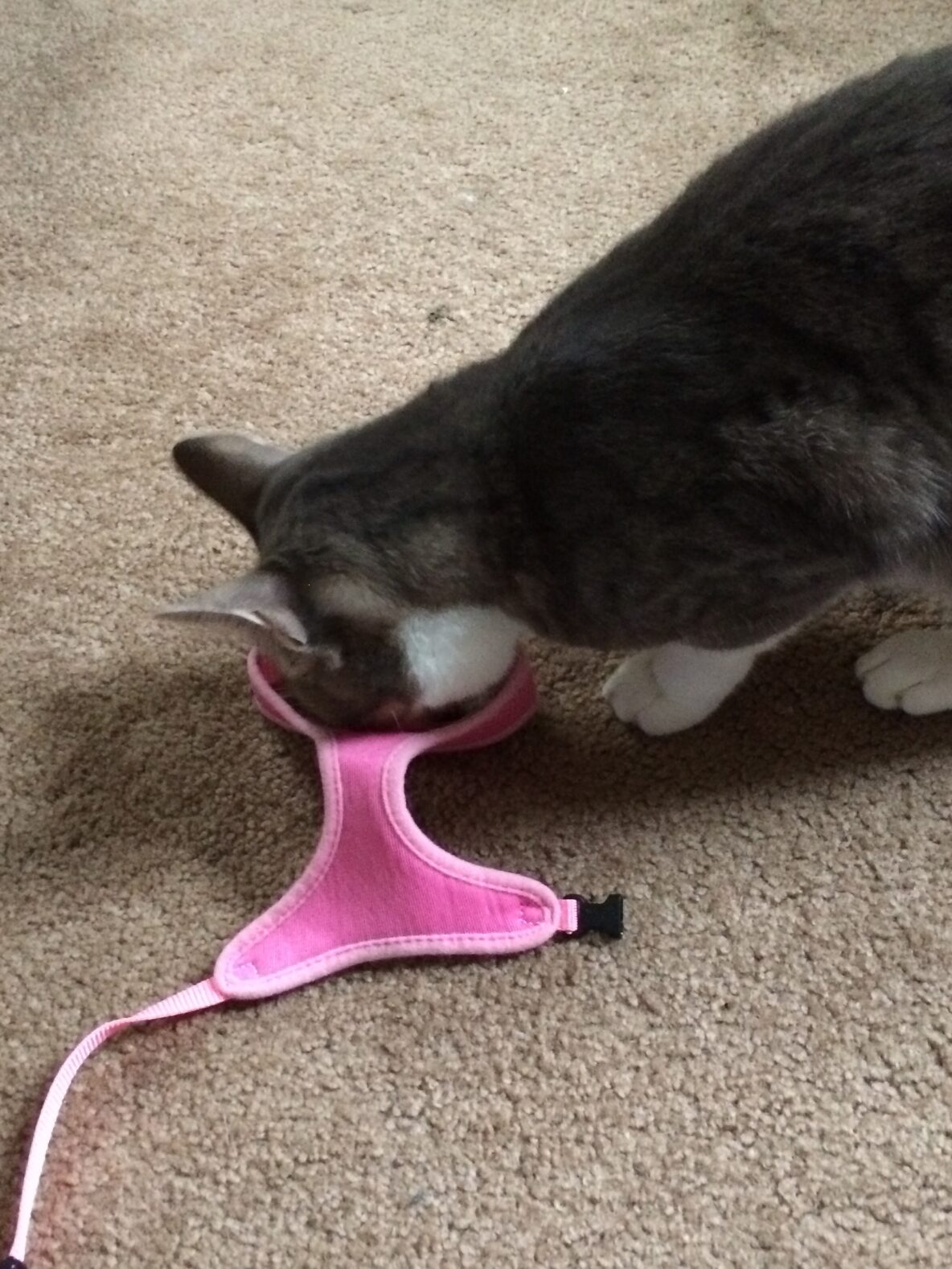 A cat eating a treat that is in the harness's collar