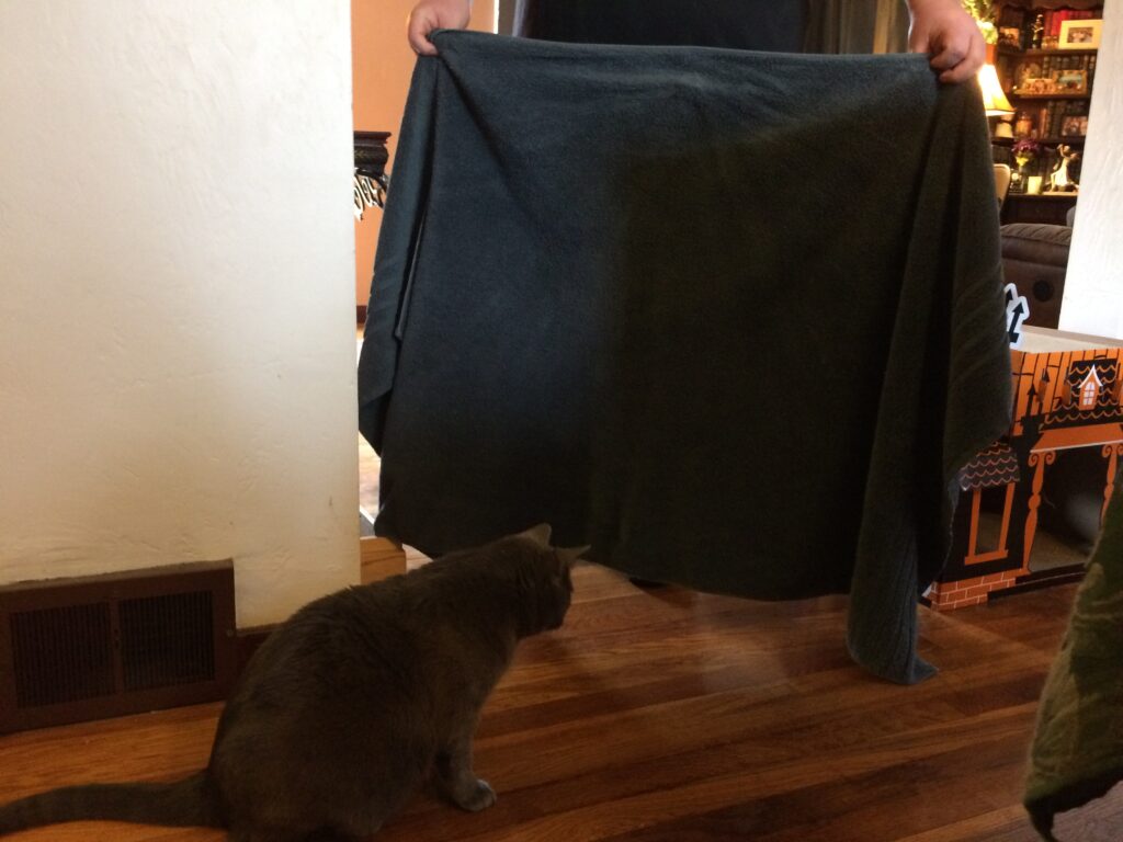 A man prevents non-recognition aggession by blocking the cats view of each other with a towel.