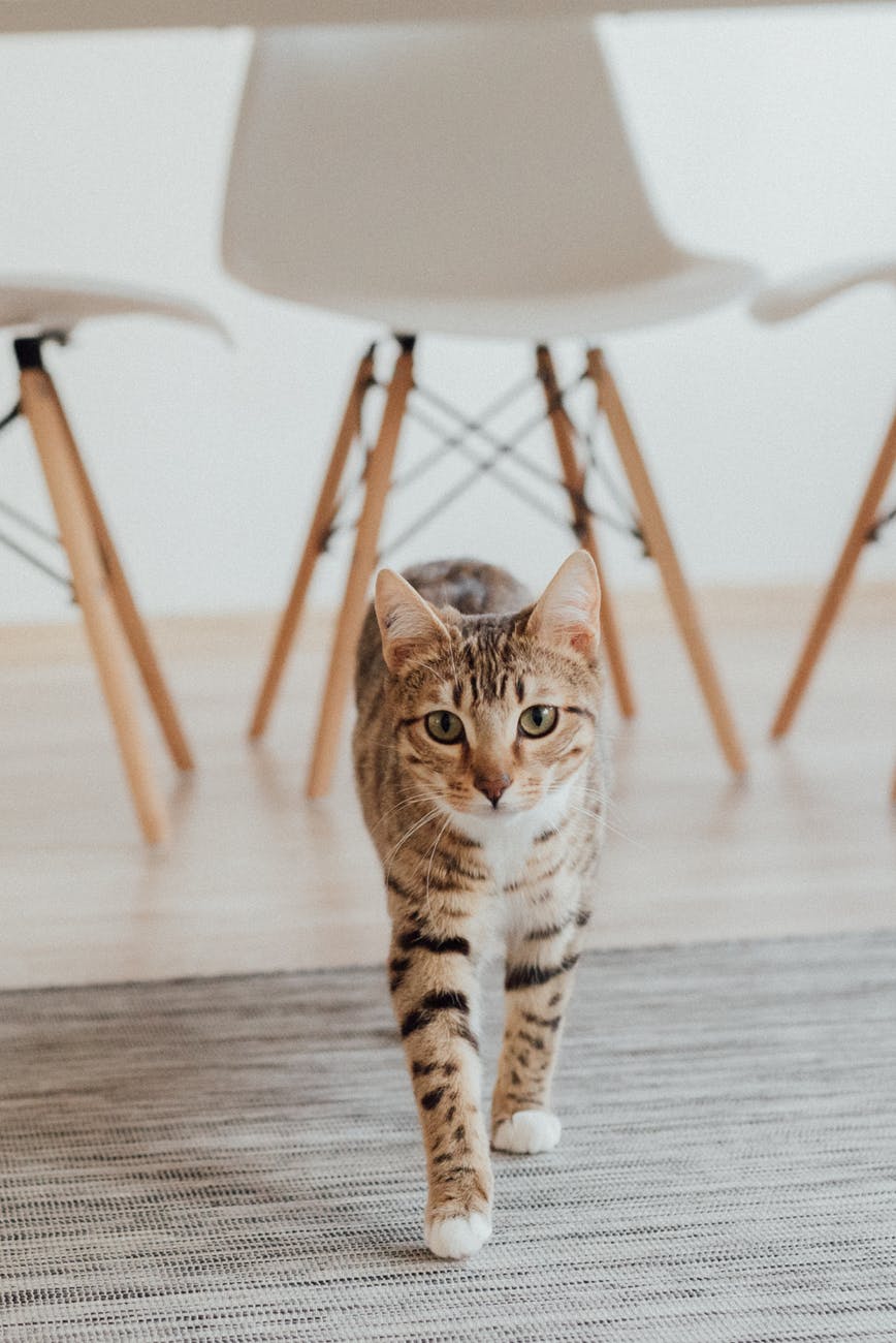 a tabby cat walking on the floor